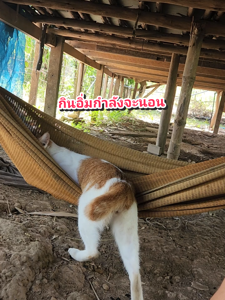 @แป๊ปซี่แมวของฉัน(ช่องใหม่),2