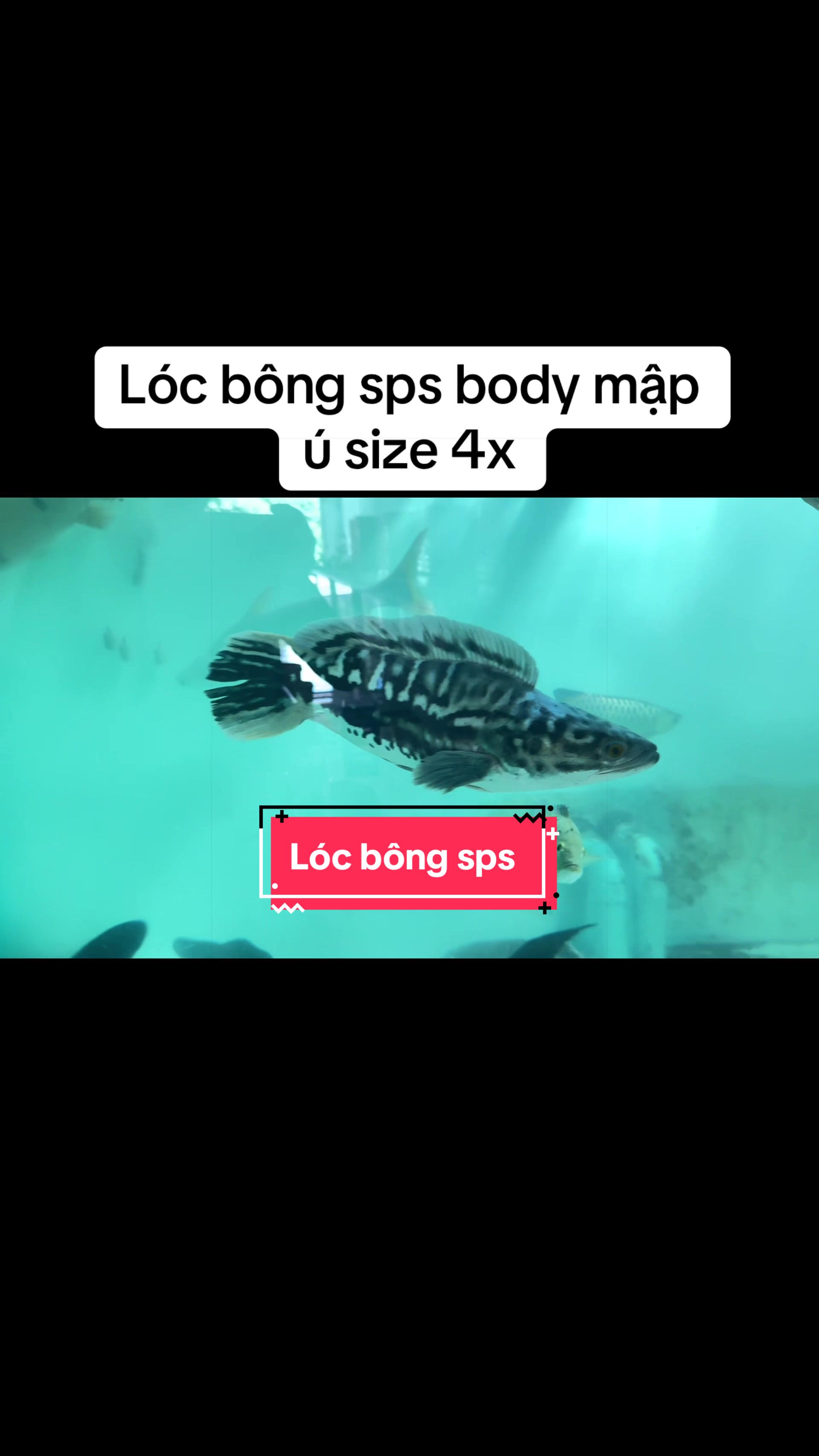 @Ph&aacute;t Đạt B&aacute;n C&aacute; 😎🐠🦈