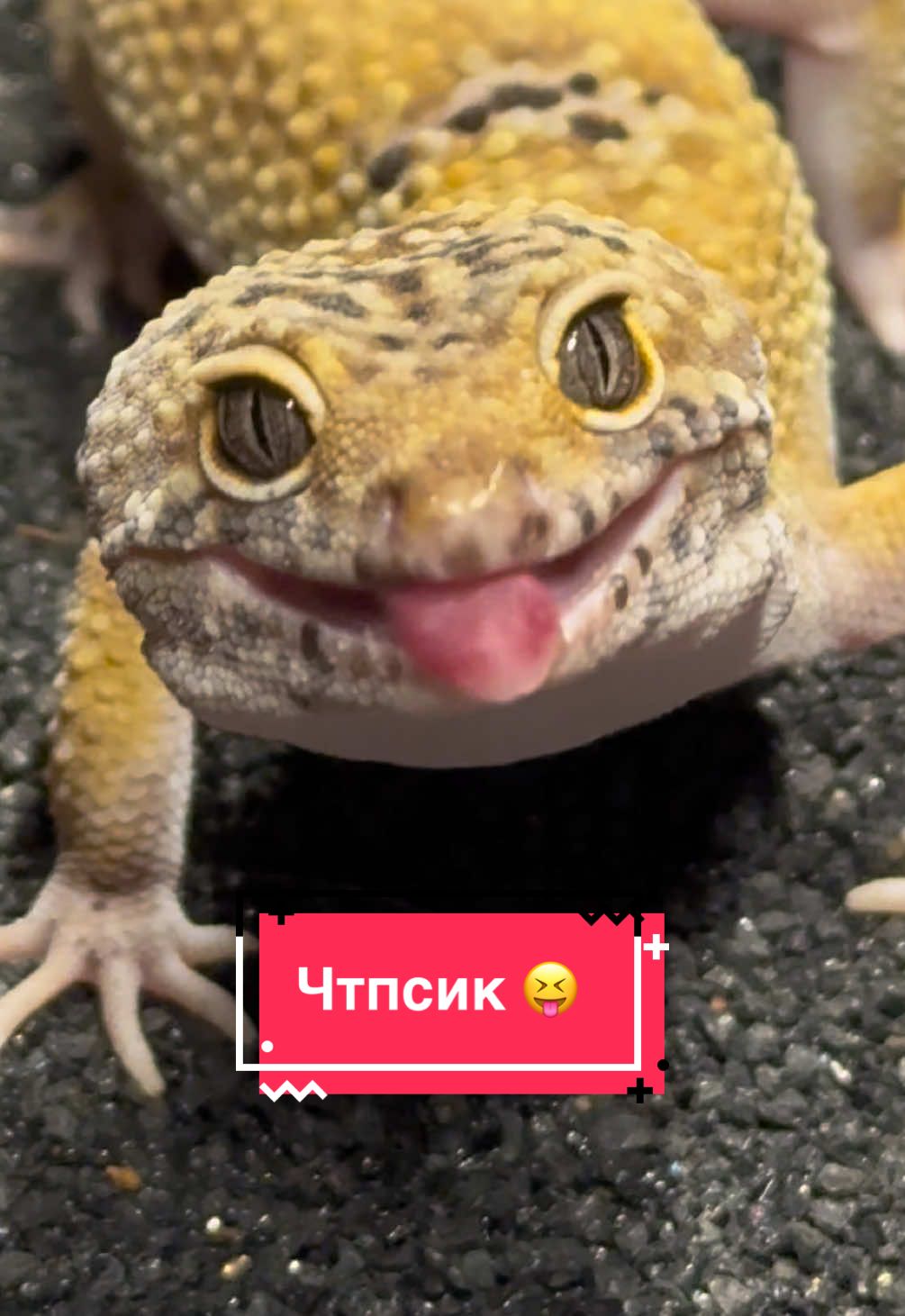 @alenas_wild_home