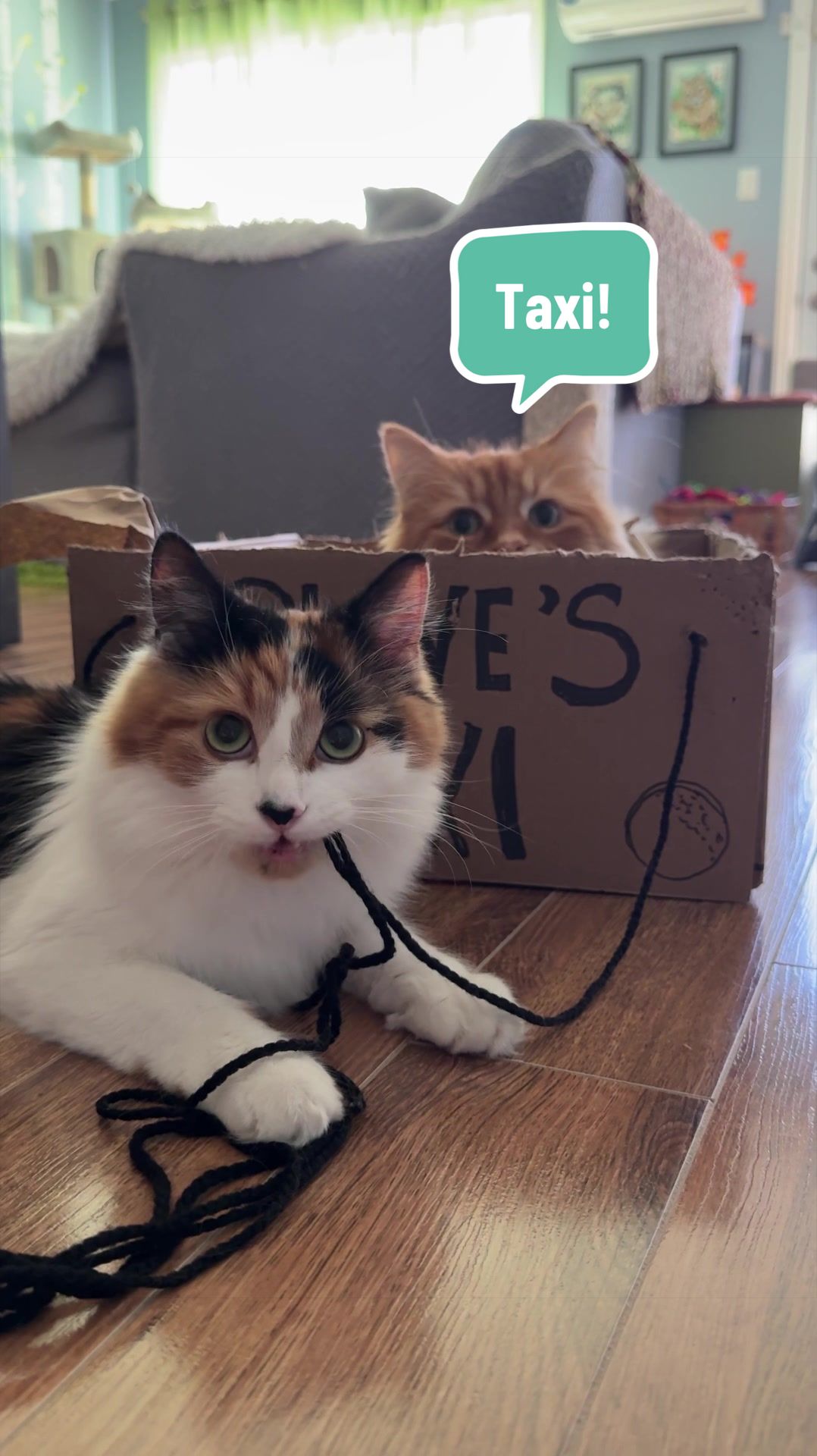 @The Oreo Cat