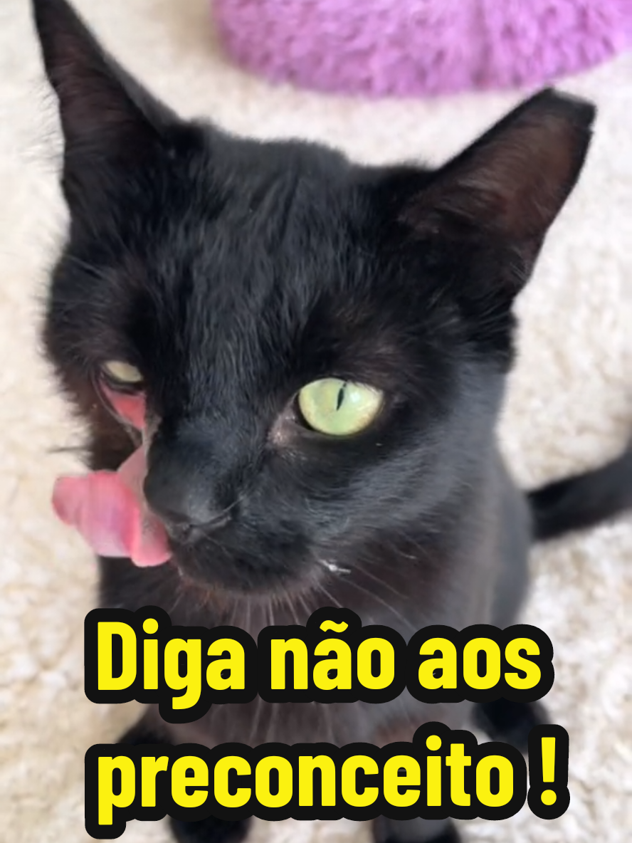 @Gatosetravessuras@10