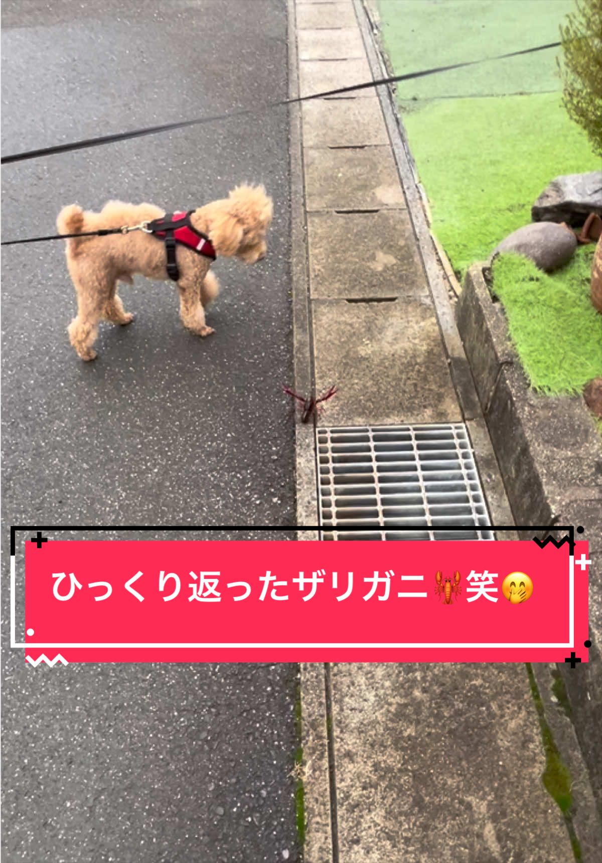 @カンキツ