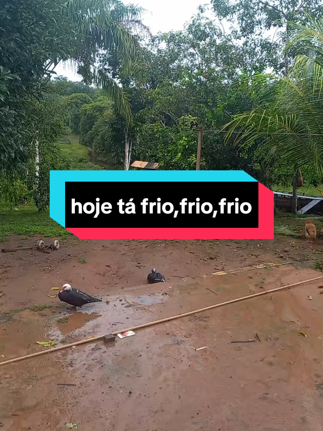 @menina do interior