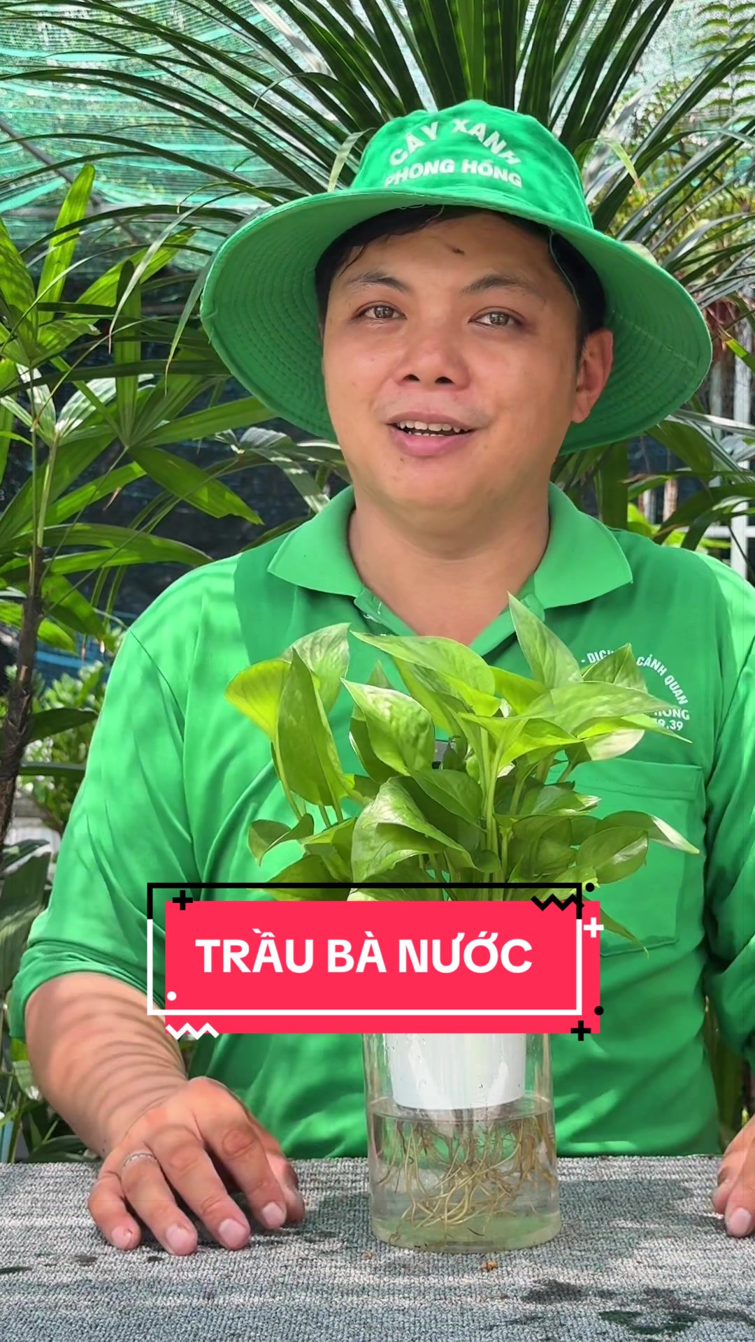 @C&acirc;y Xanh Phong Hồng