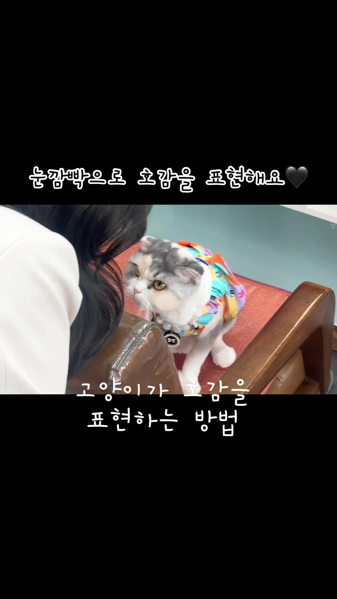 @미용실 고양이 뽀