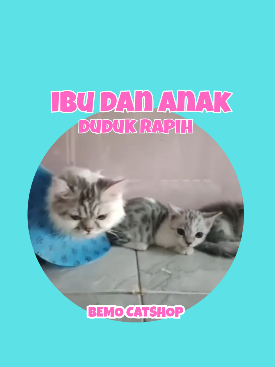 @Bemo Catshop