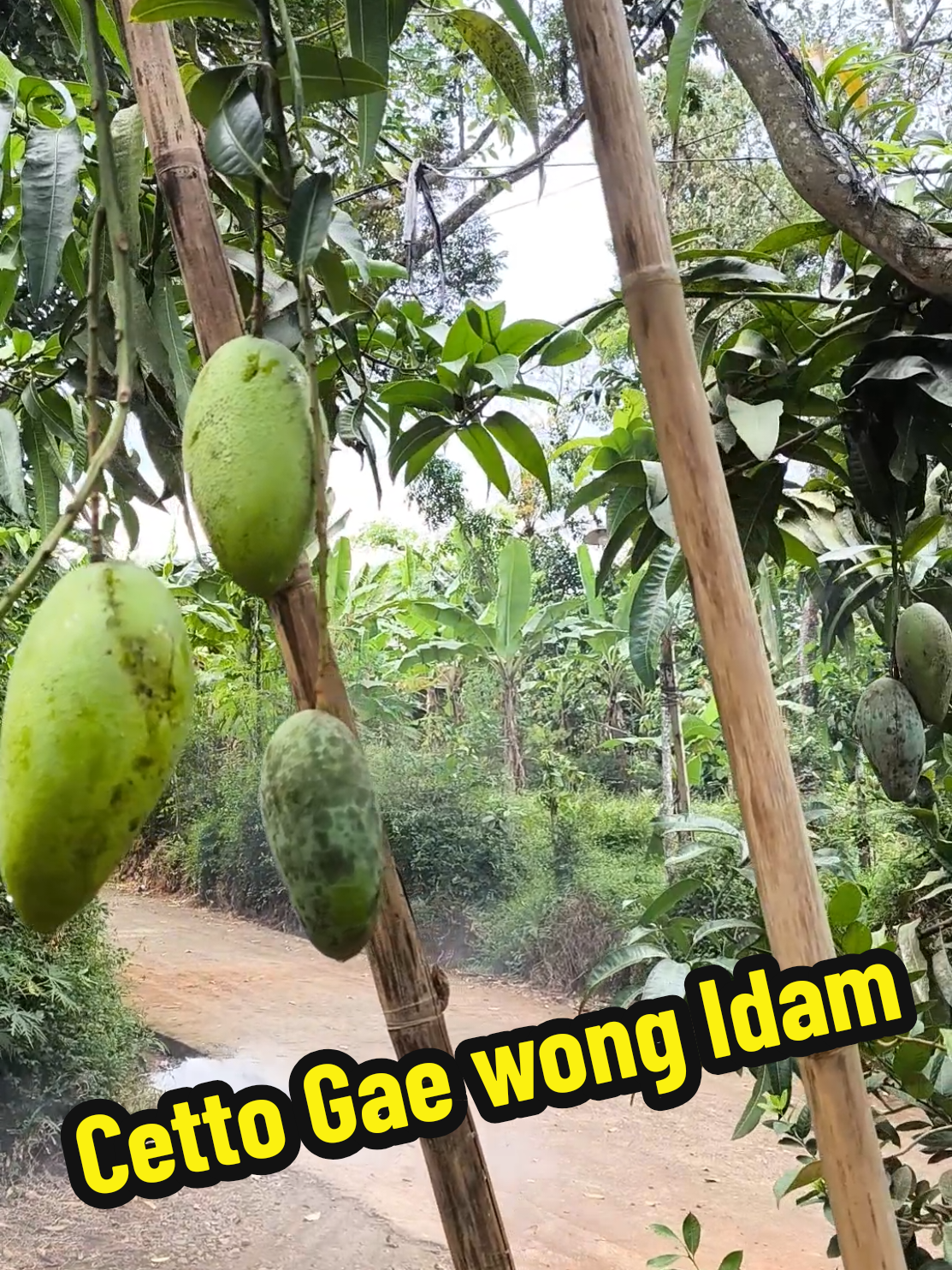 @Alas Durian Jepara