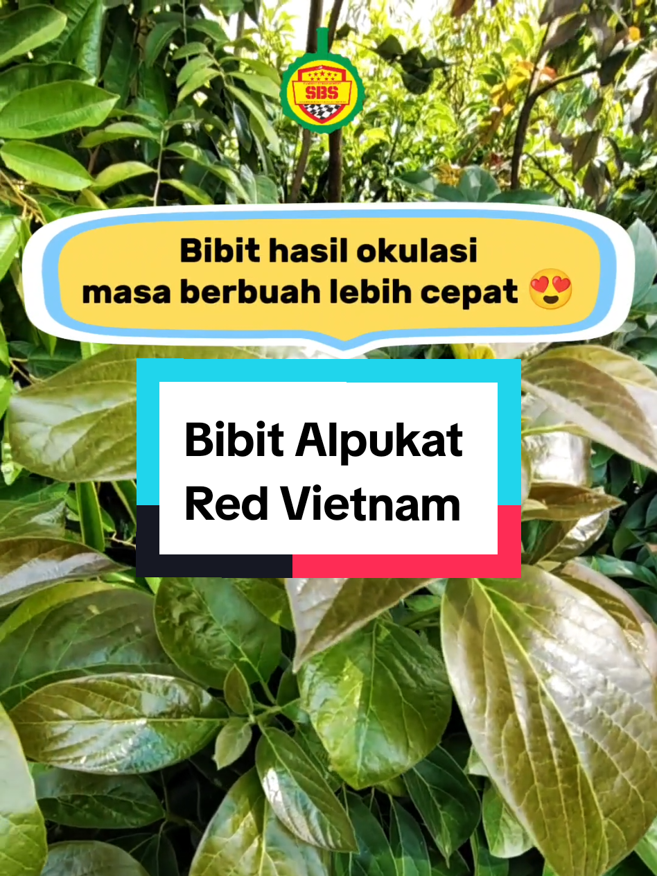 @Produksi Buah_SBS