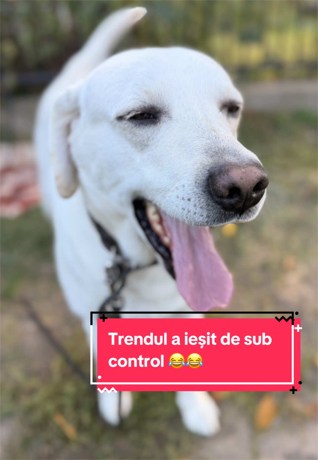@Larisa🐾Taison