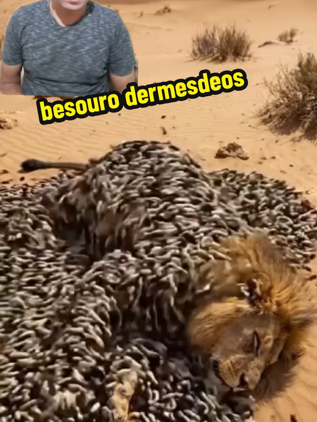 @GOROROBA 2026