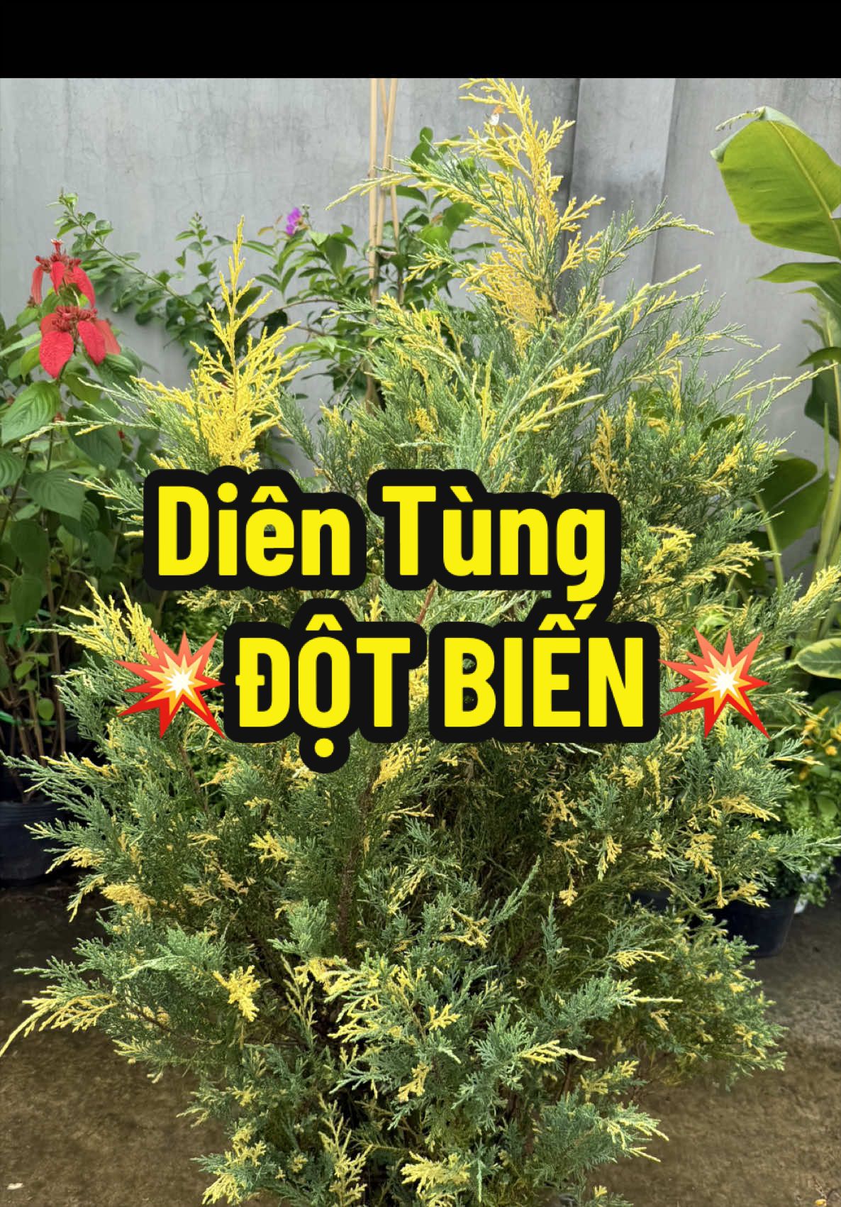 @Tiệm Lá Nhỏ