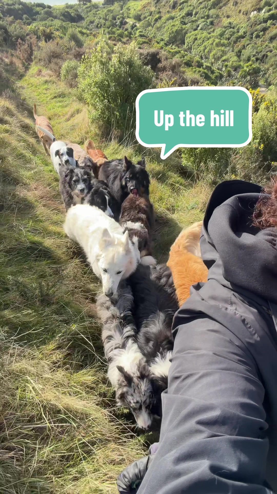 @Beks 🐺 Dog Handler 🇳🇿