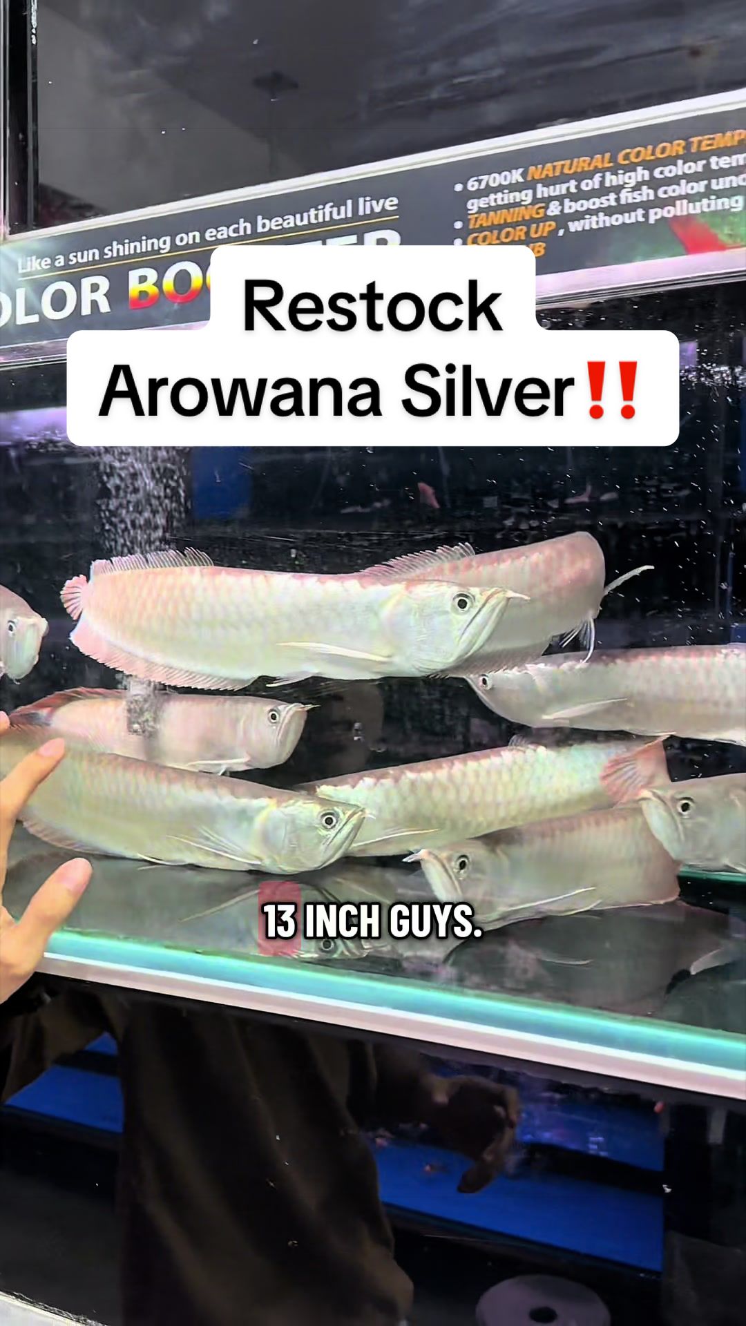 @SuperRedAquaticMelaka