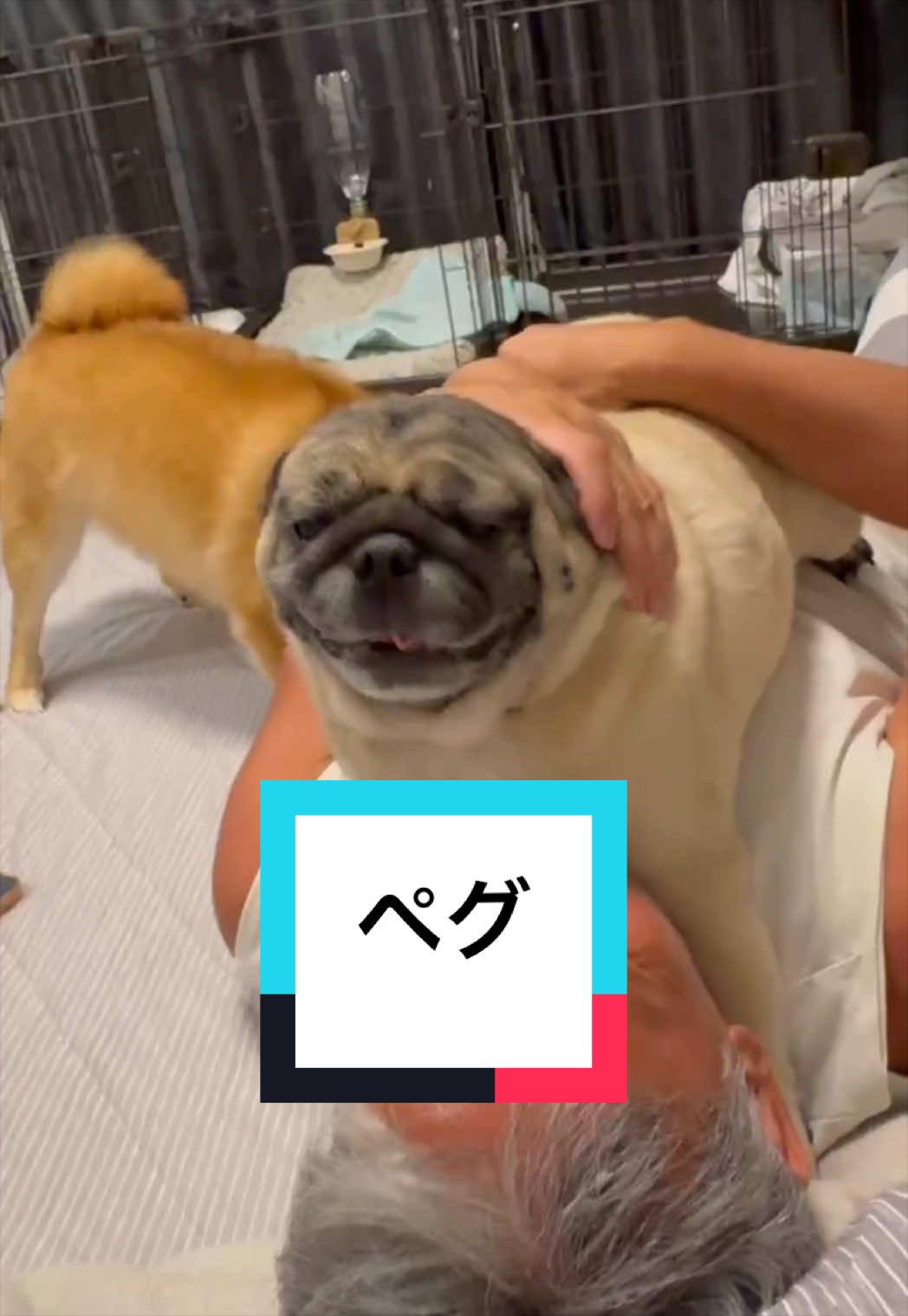 @🐶とん&ぺっぺこぺー🦊