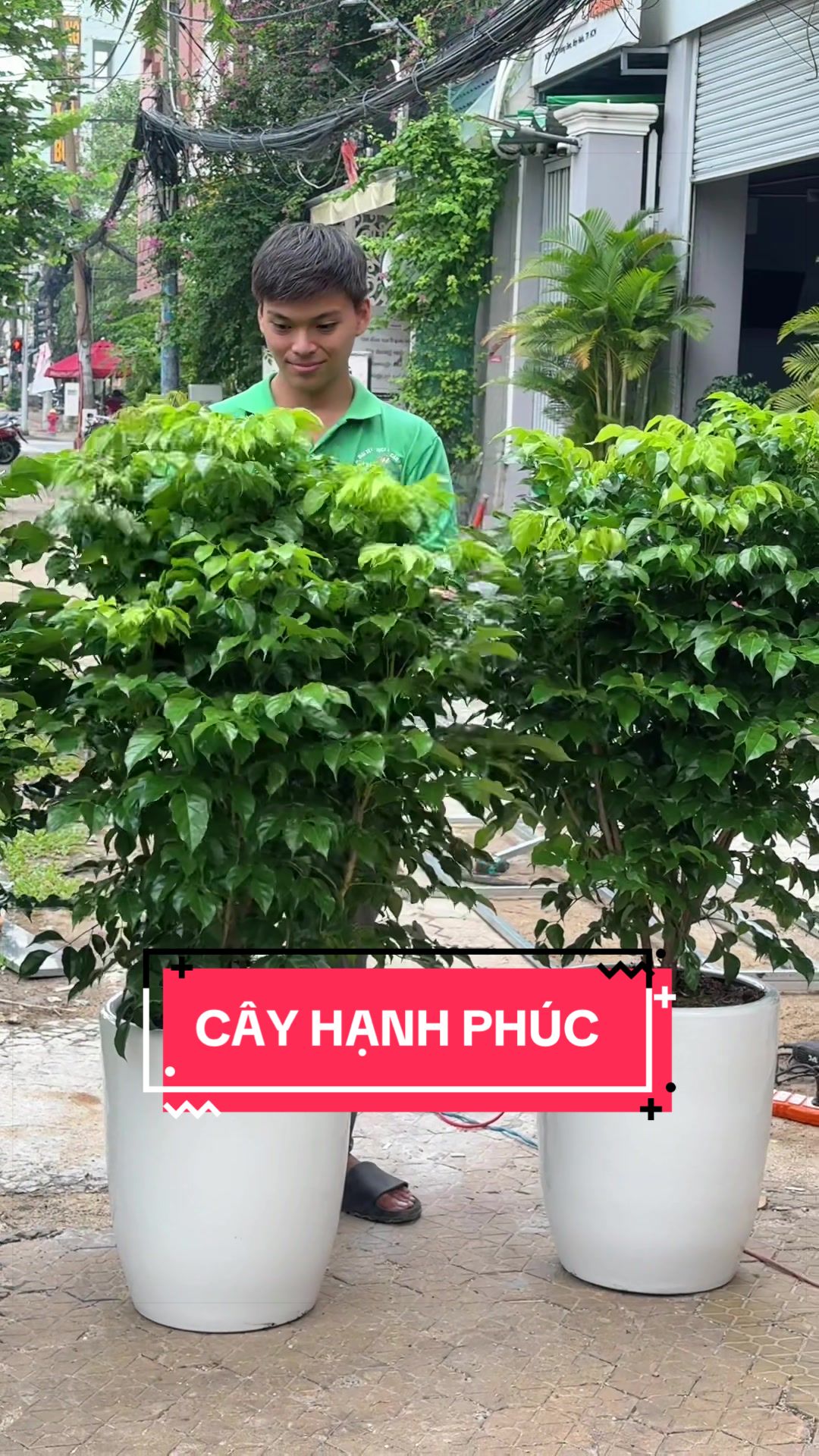 @Cây Xanh Phong Hồng