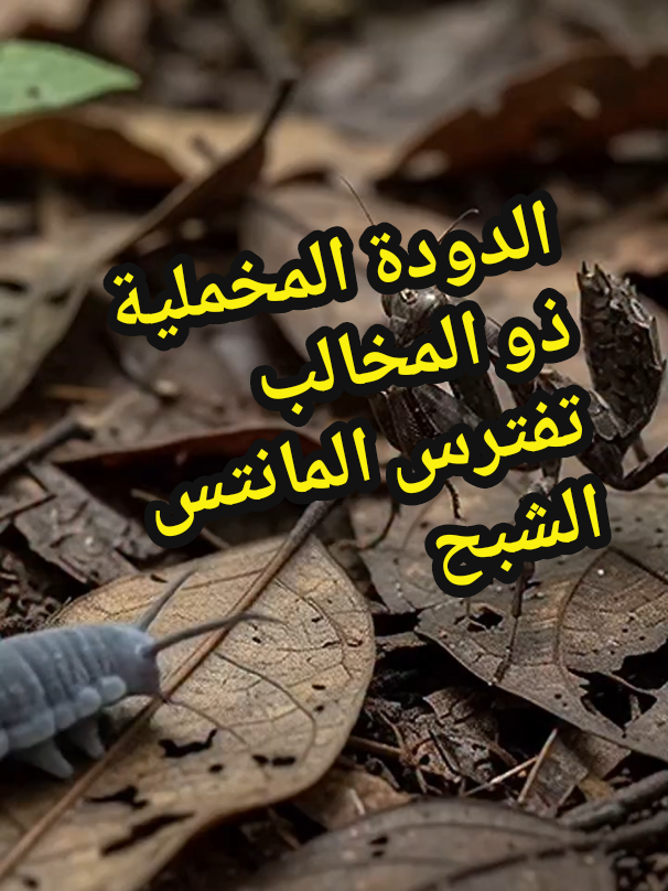 @الافتراس