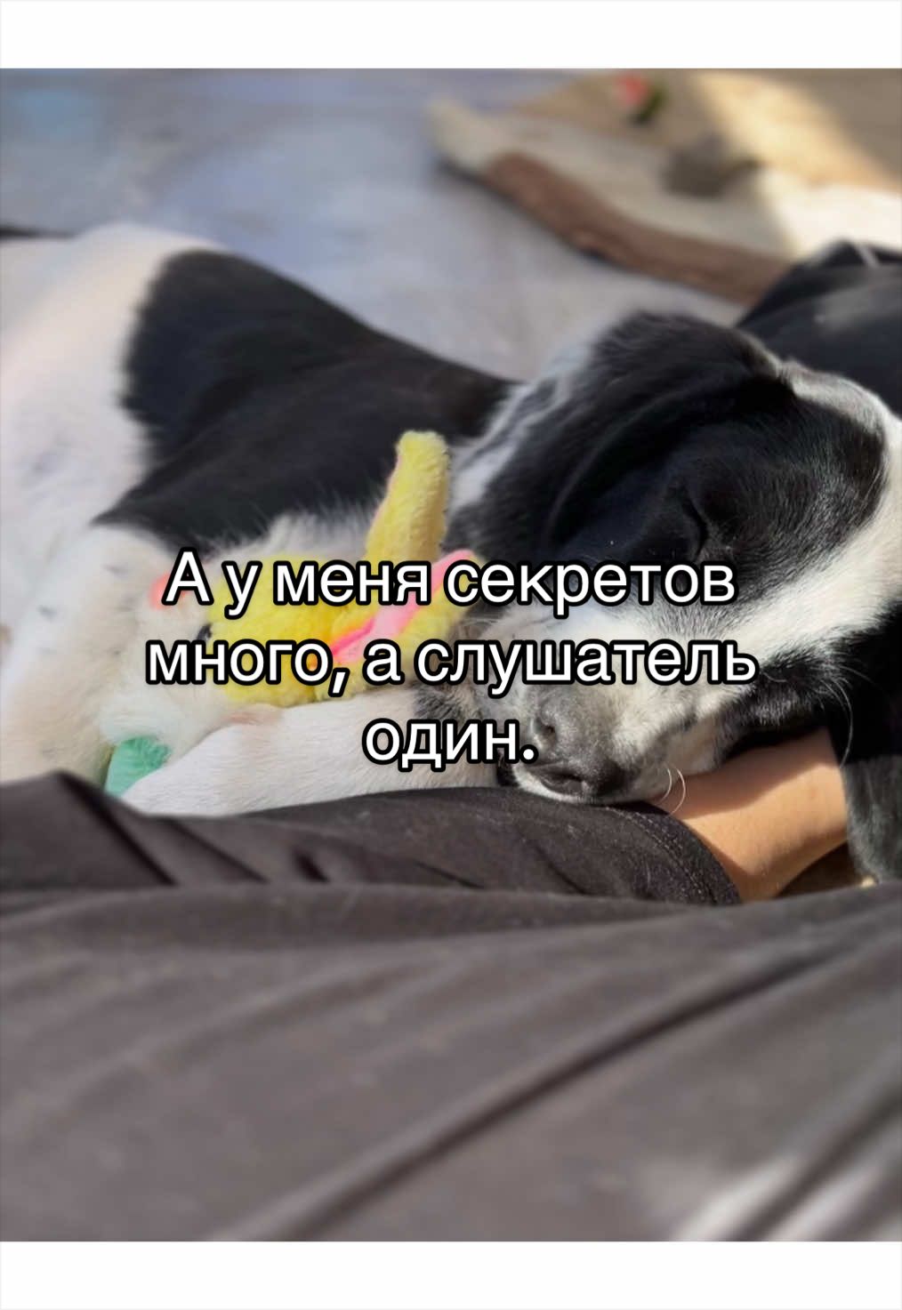 @🐾чёрно-белый ушехлоп🦎