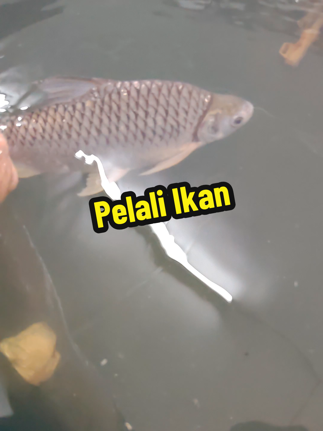 @DiZuL