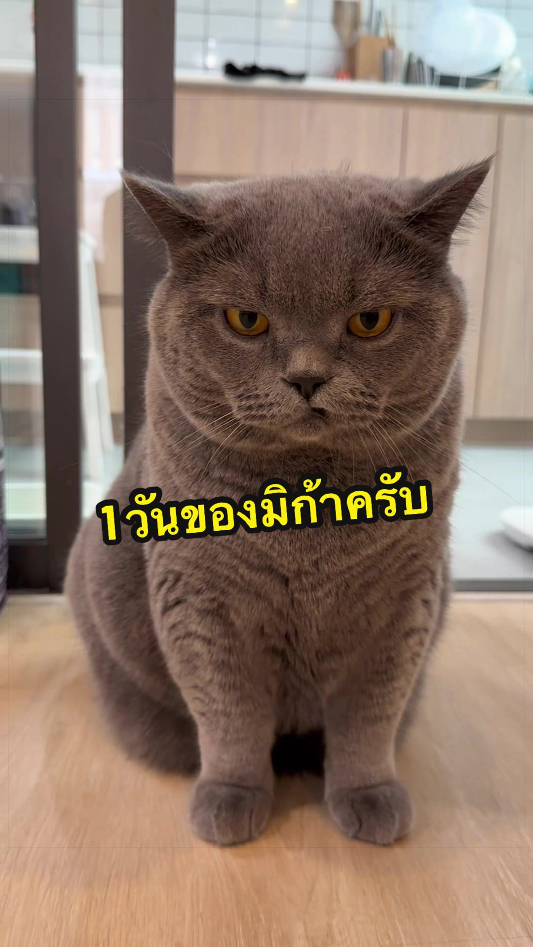 @เชอรี่ขืนใจแมว