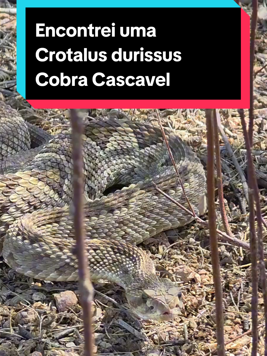 @Princesa das Serpentes