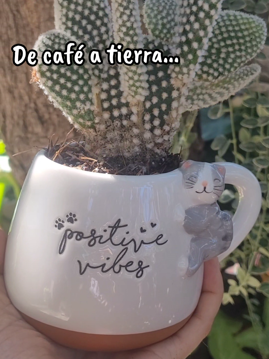 @Plantología🌿