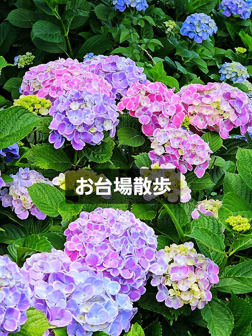 @ぴーち社長
