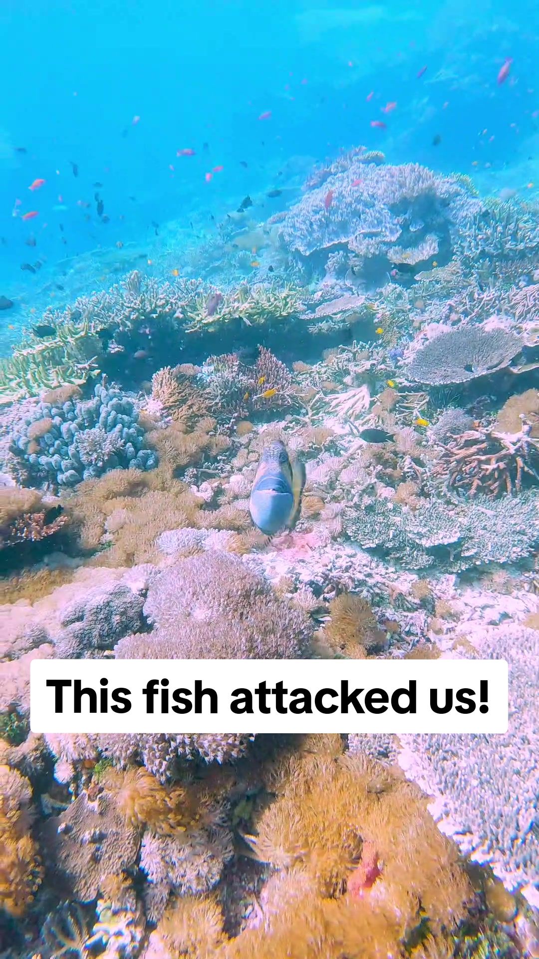 @Salty Mammals
