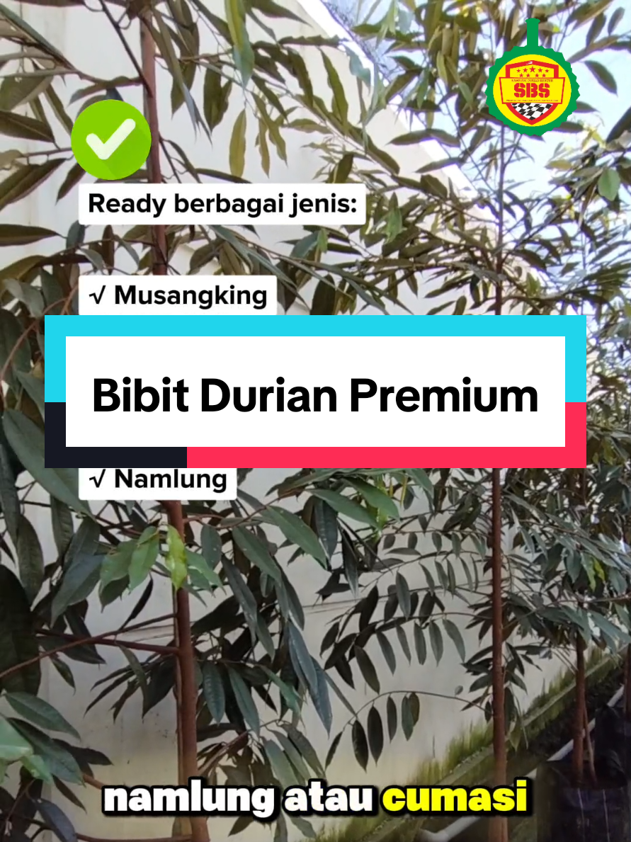 @Produksi Buah_SBS