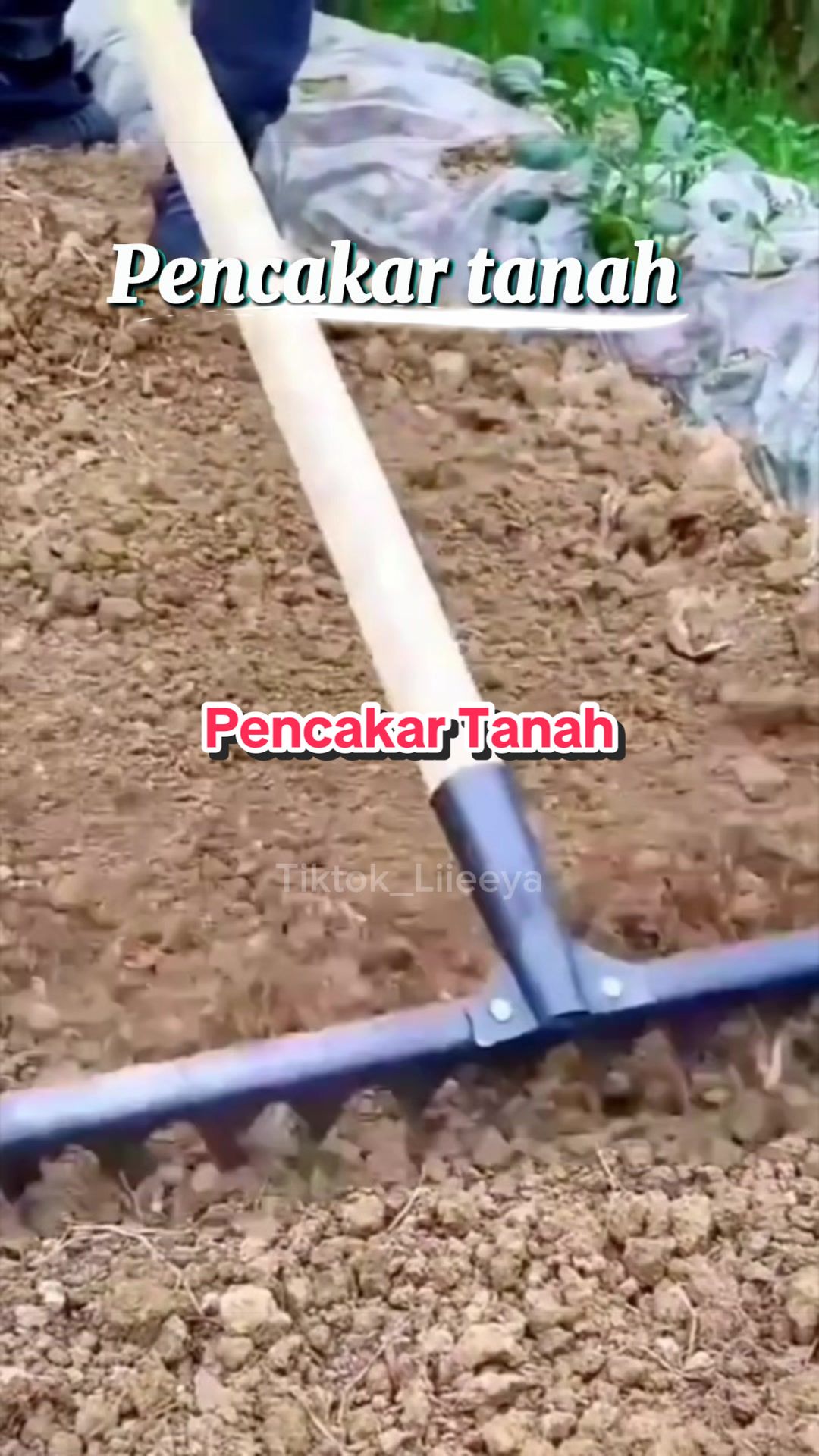 @Liya