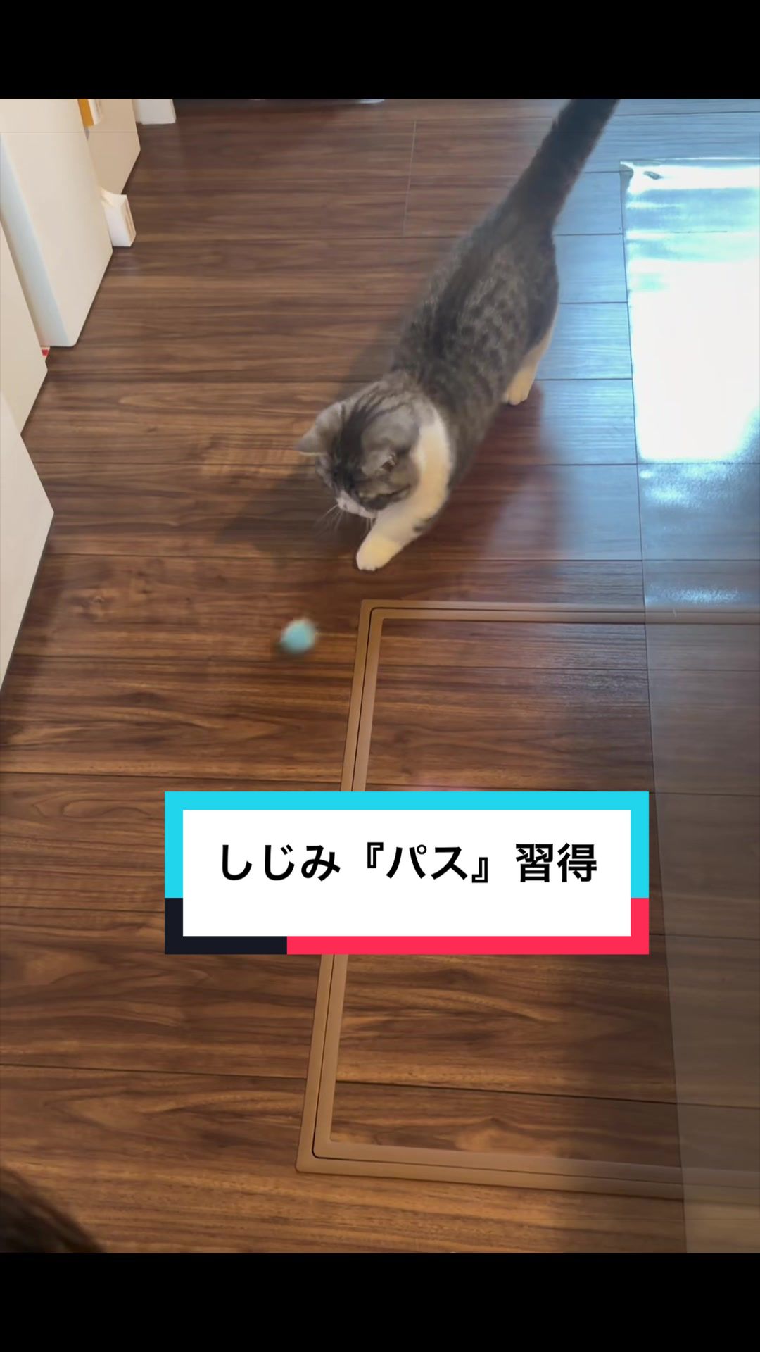 @☆しじみ☆マンチカン