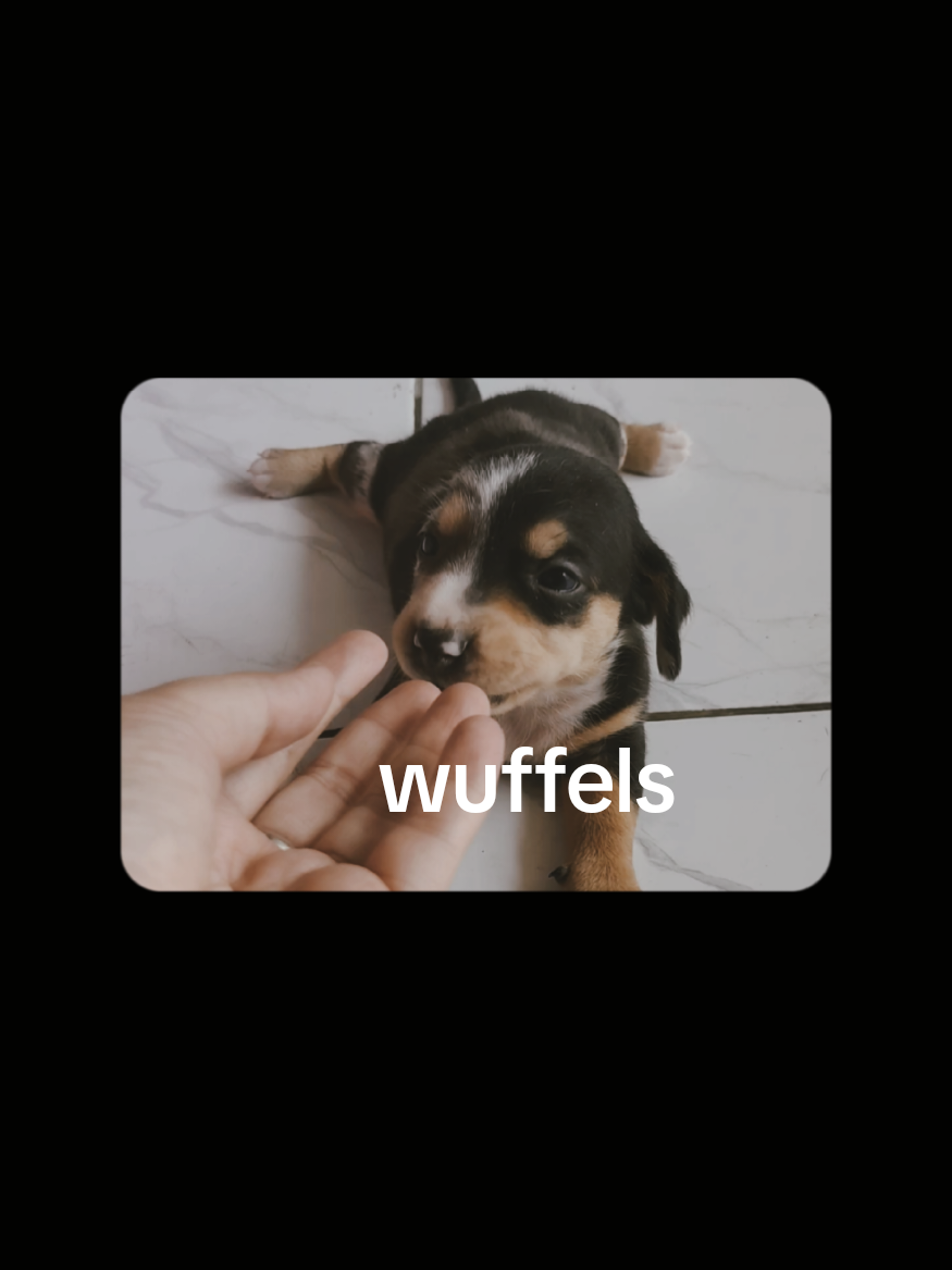 @wuffels