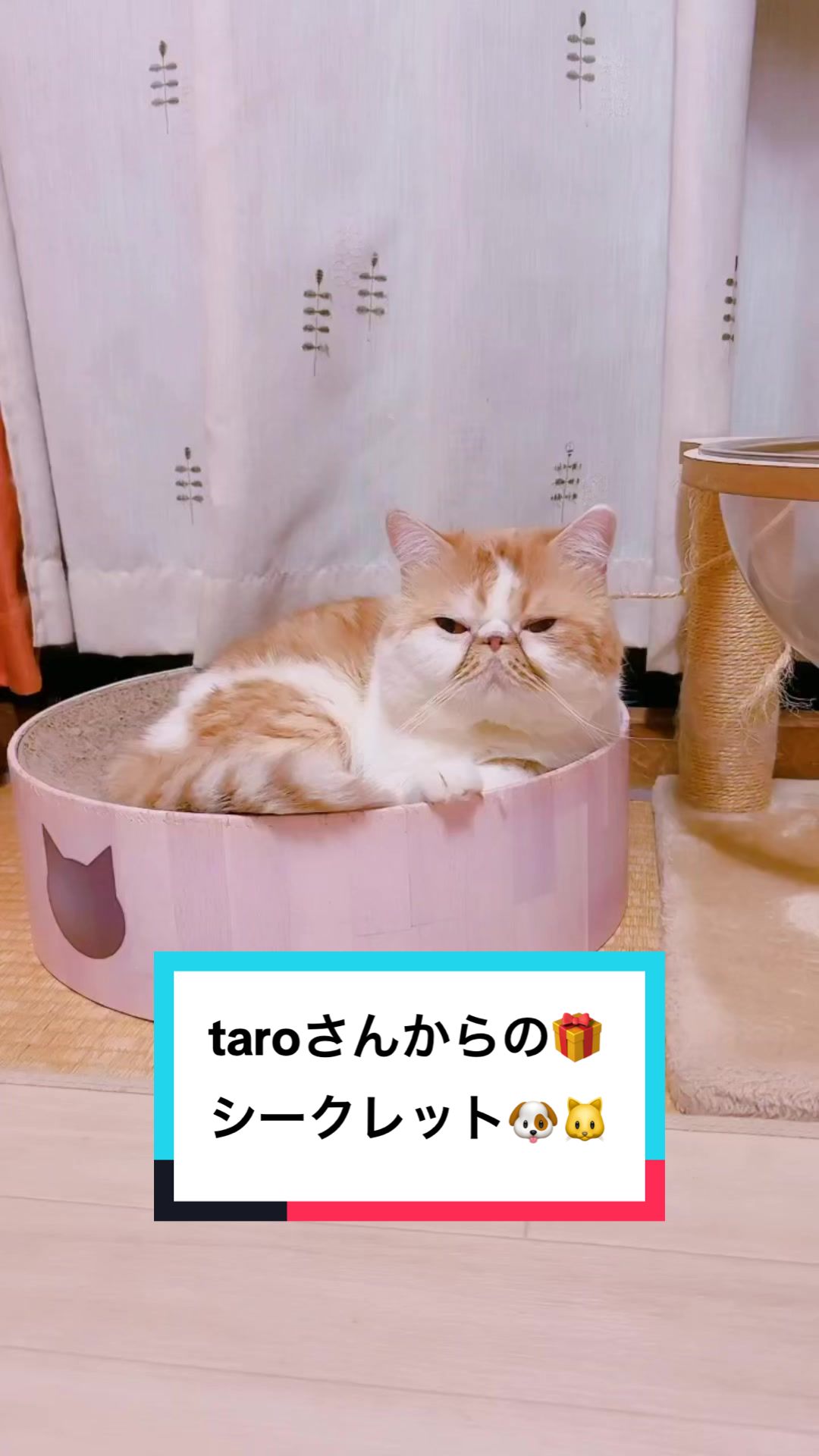 @chataro🐾🍯family