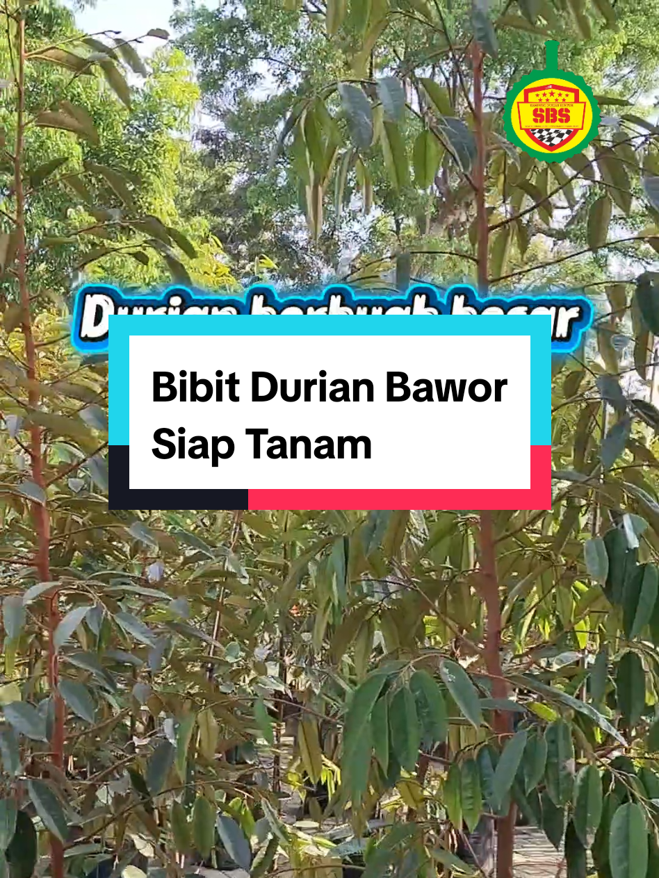 @Produksi Buah_SBS