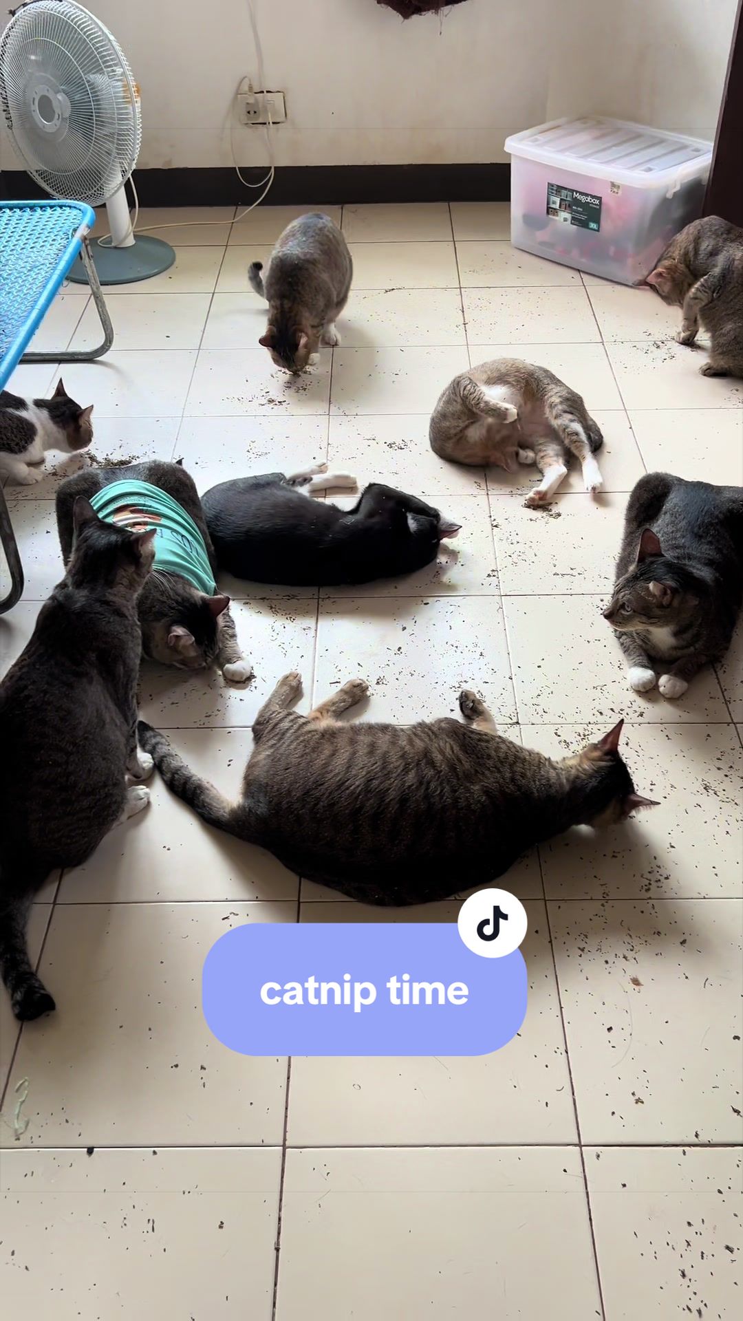 @17meows