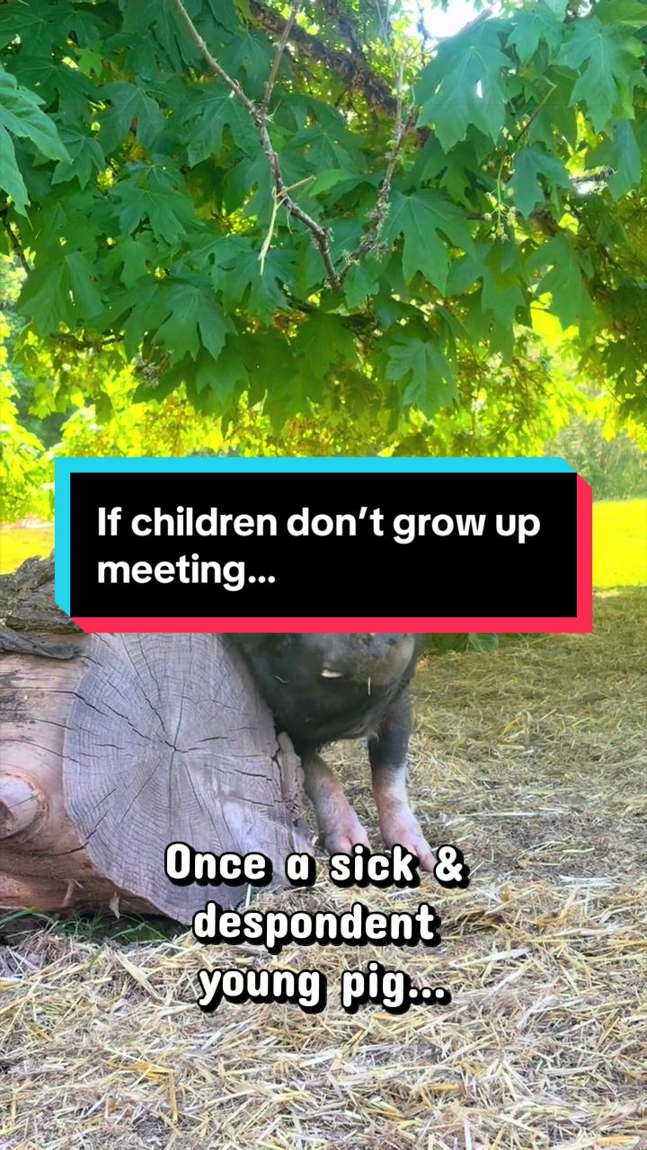 @Home for Hooves 🐽