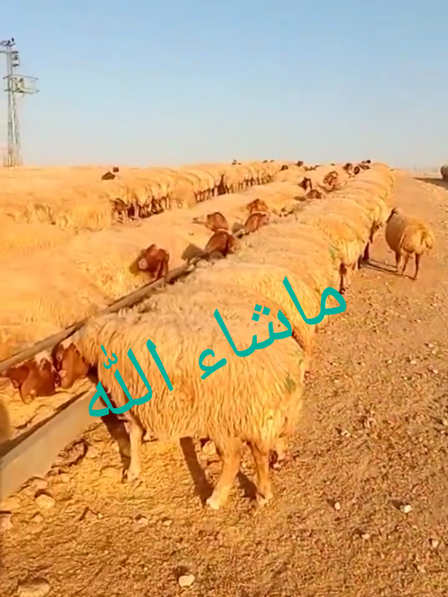 @احمد منير