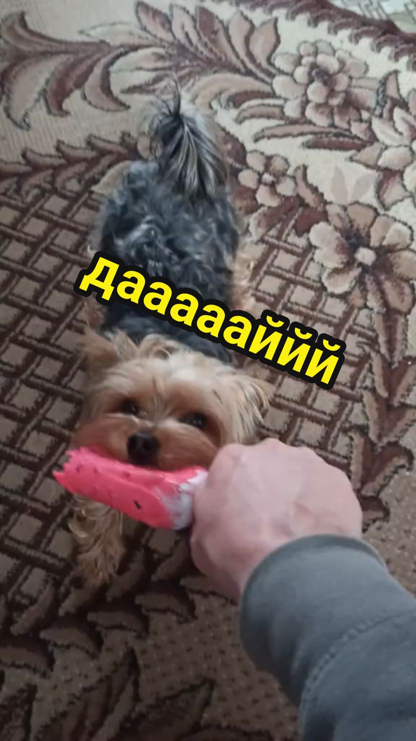 @🤟Веня Машаранский✌