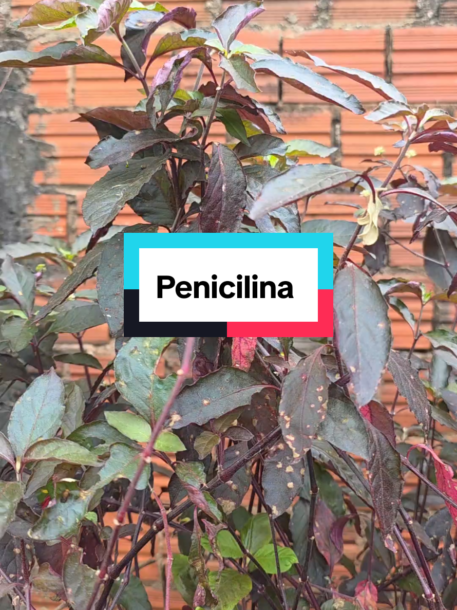 @Dicas e Receitas Naturais