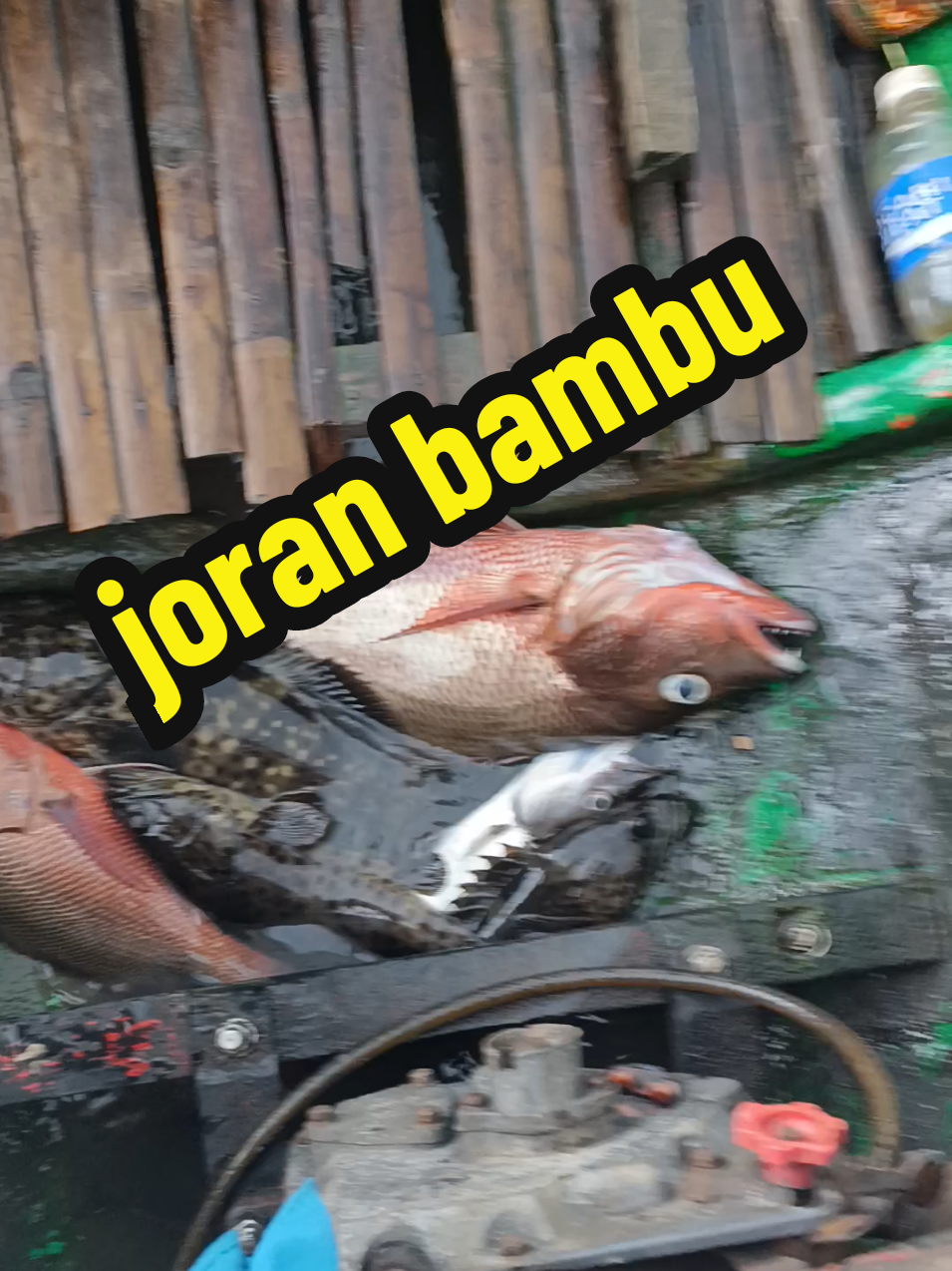 @BOCAHPESISIR33 (a.rohmansyah)