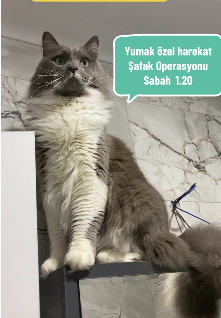 @Kıvanç&Berfin