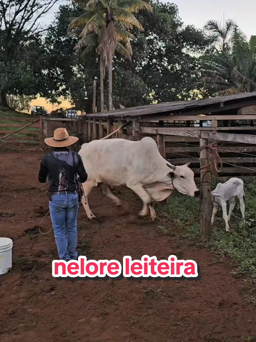 @Geovane neto