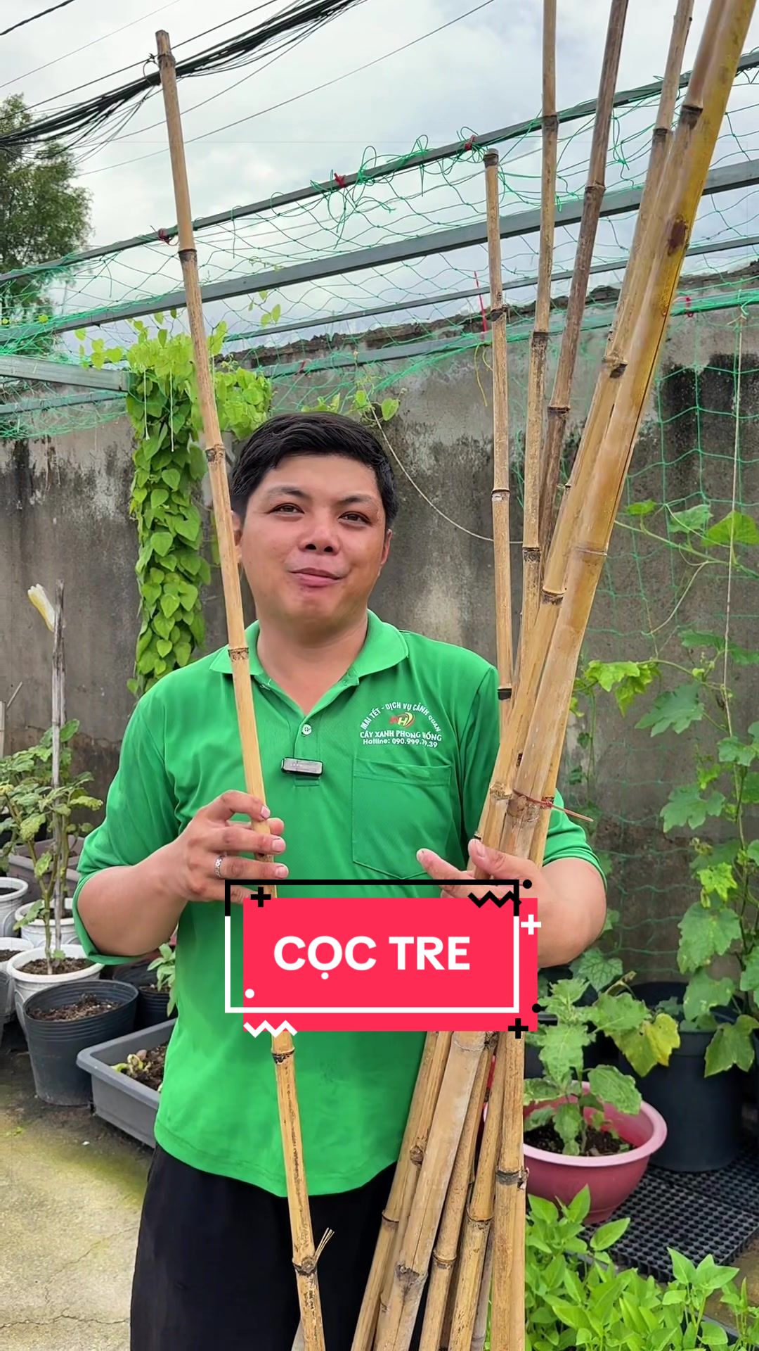 @C&acirc;y Xanh Phong Hồng