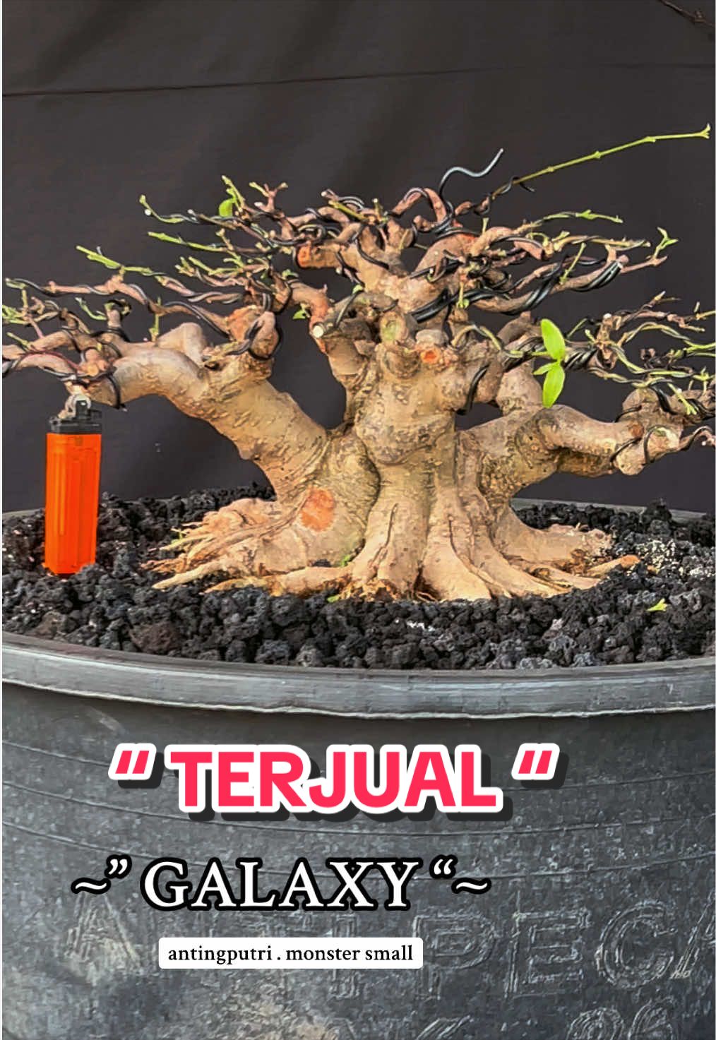@warbonsai_purwodadi