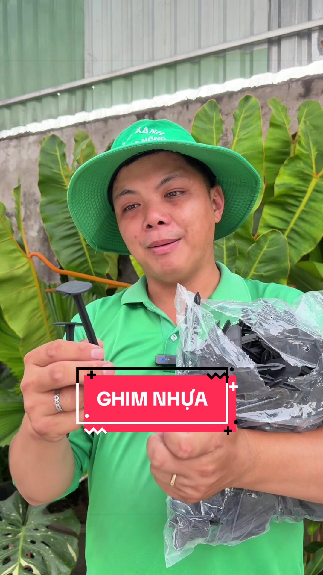 @Cây Xanh Phong Hồng