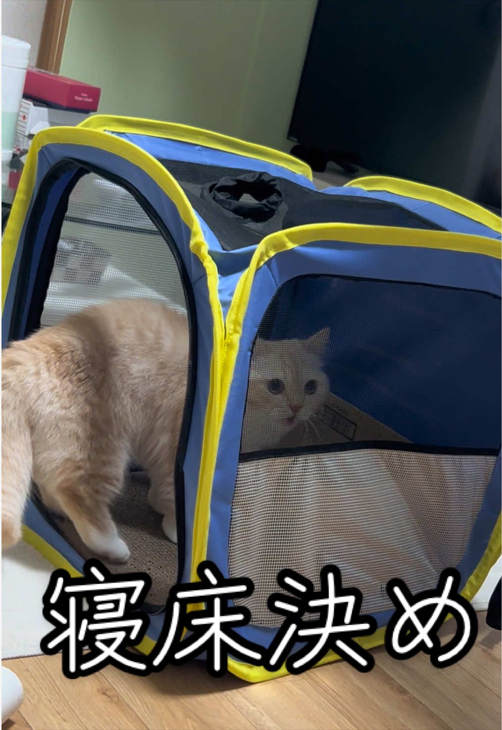 @縫くんと私
