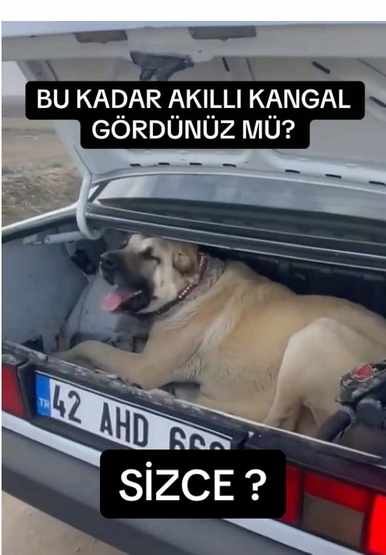 @ANADOLU ASLANLARI🐶🇹🇷