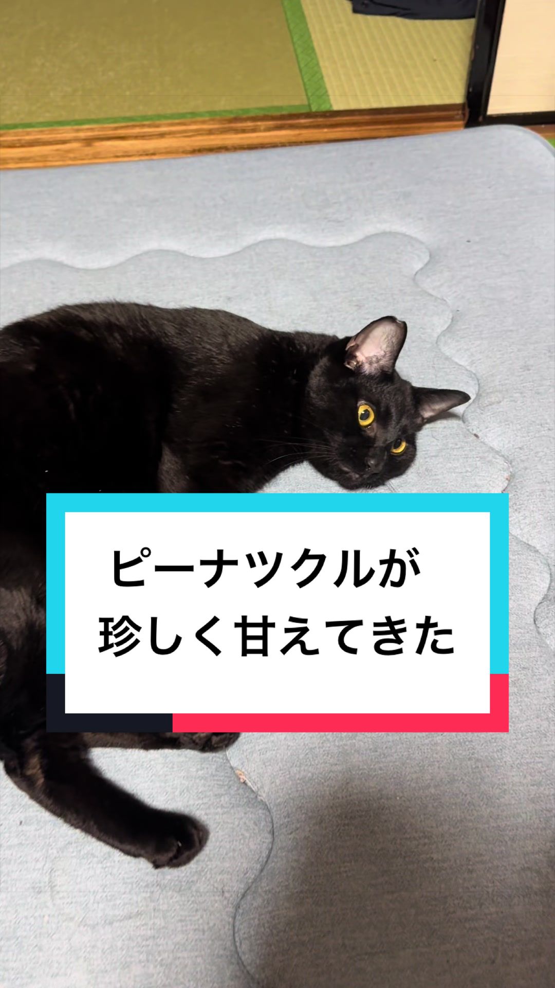 @黒猫兄弟ココピー&カリン