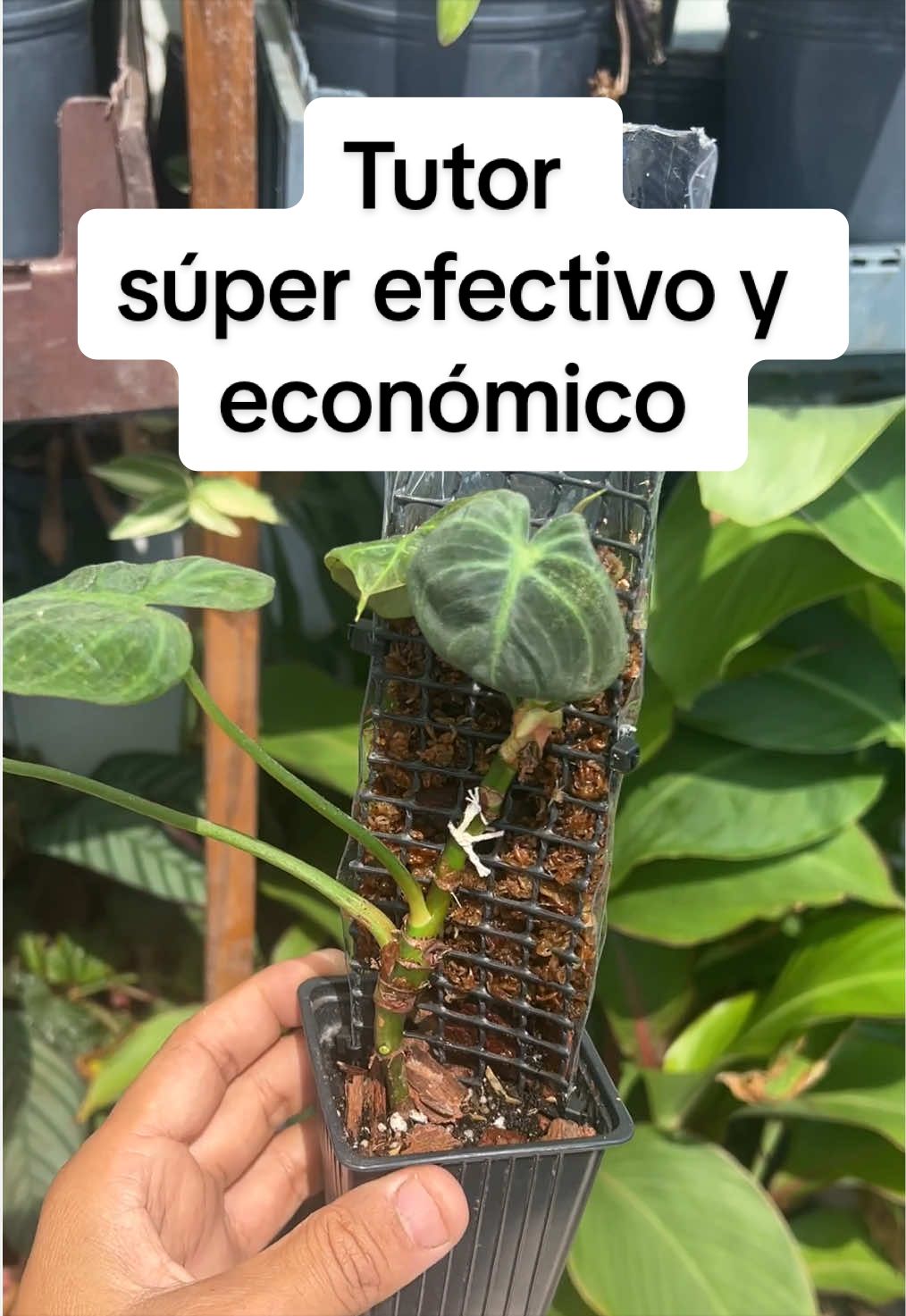 @cultivandoando