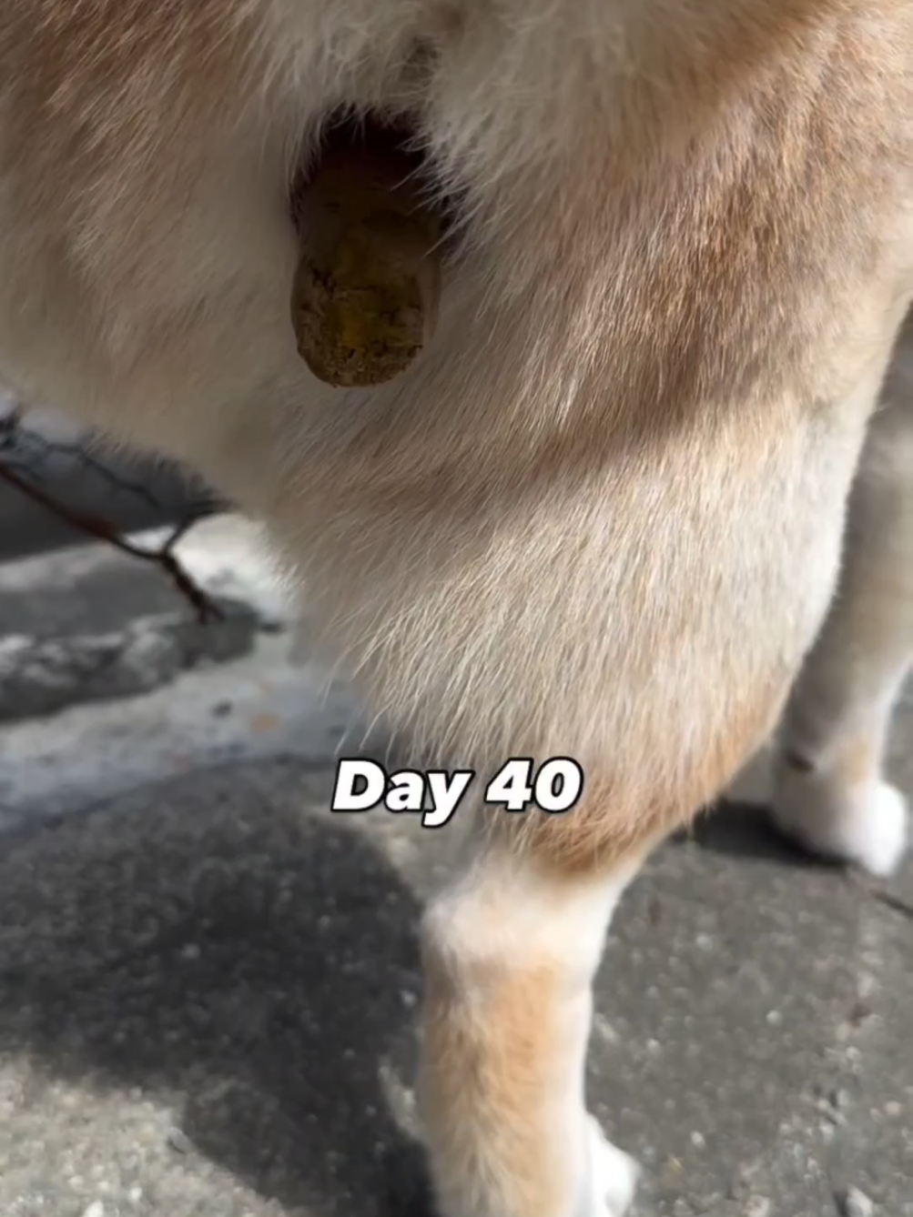 @Machiko Shiba