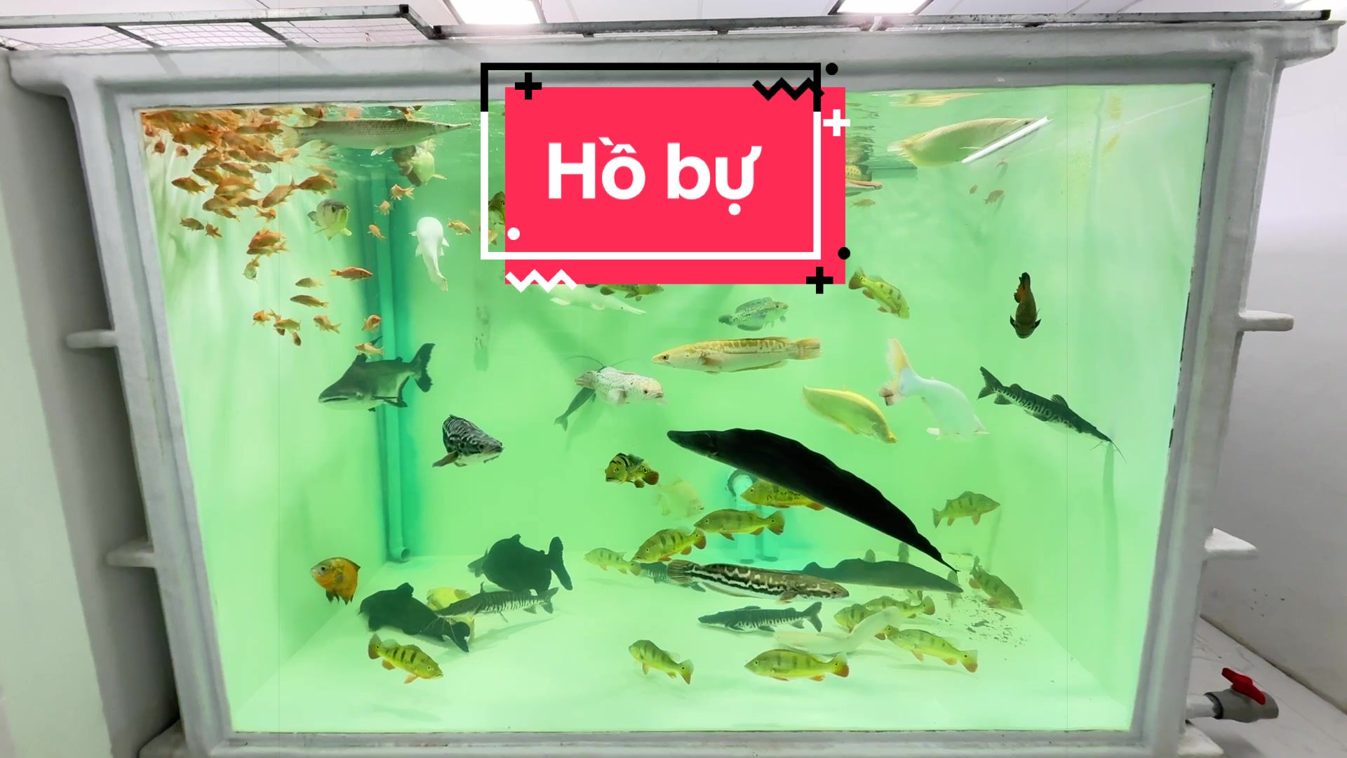 @Ph&aacute;t Đạt B&aacute;n C&aacute; 😎🐠🦈